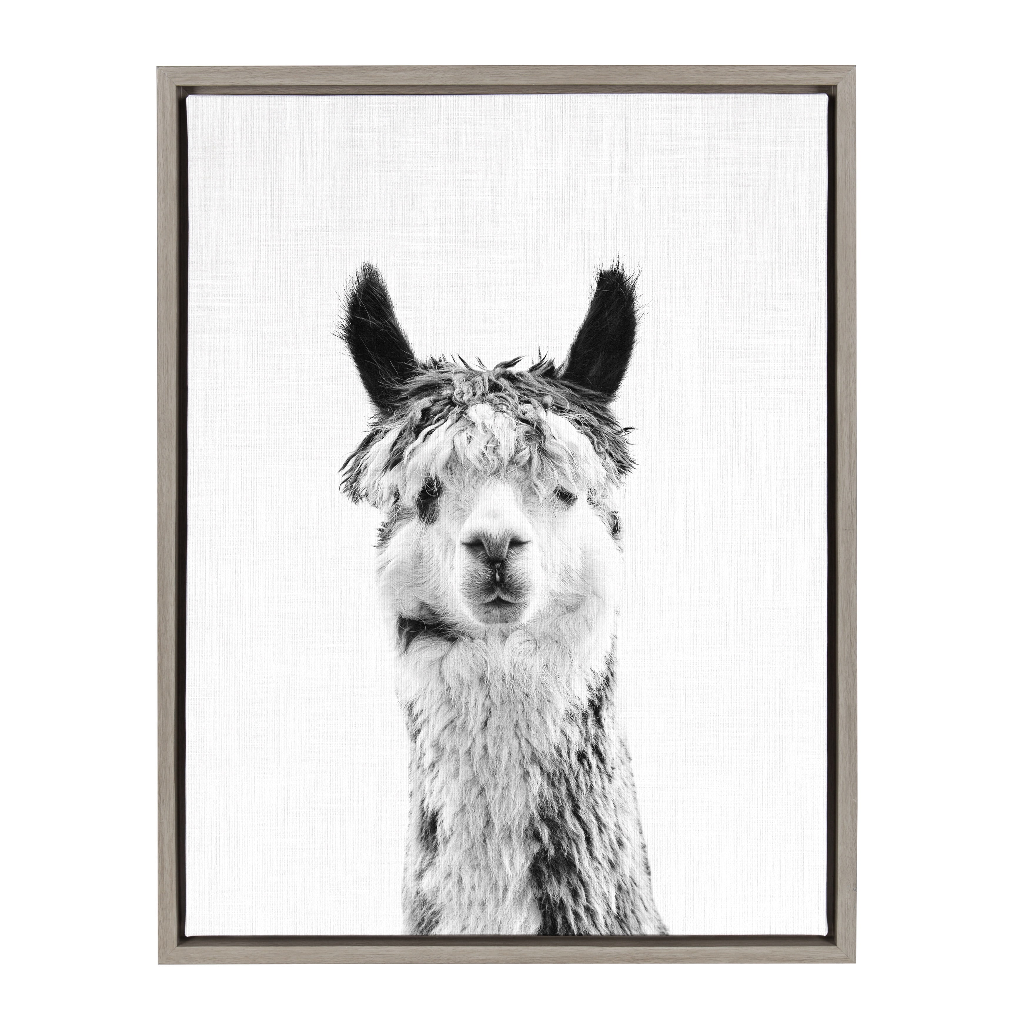 18" x 24" Black and White Llama Framed Canvas Print