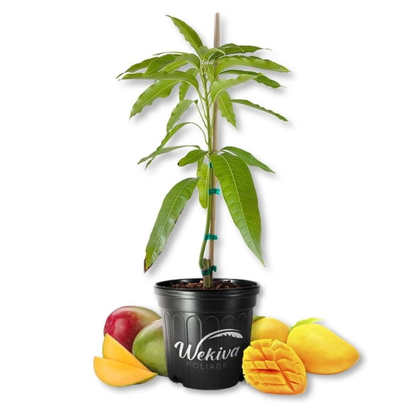 Kathy Mango Tree - Grafted - Live Plant in a 3 Gallon Growers Pot - Mangifera Indica - Beautiful Edible Fruit Bearing Tree for Patio and Garden