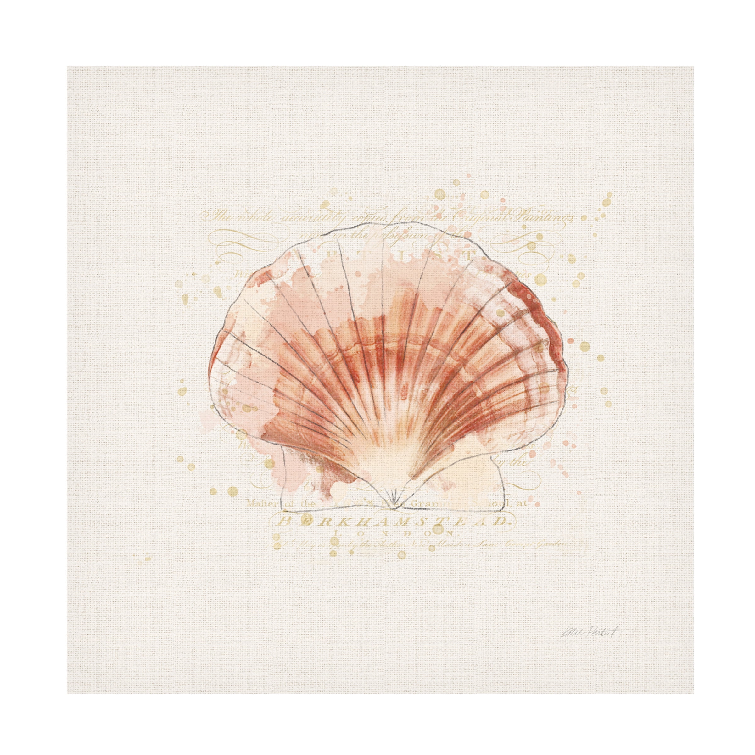 Katie Pertiet 'Shell Collector IV' Canvas Art