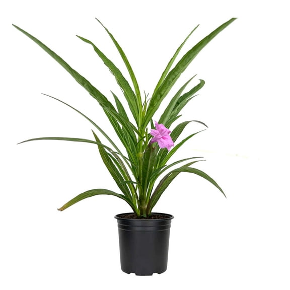 Katie's Dwarf Mexican Petunia Pink | 5 Live 4 Inch Plants | Ruellia brittoniana | Compact Flowering Perennial | Low Growing Pollinator Favorite for Walkways Borders Containers Landscaping