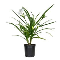 Katie's Dwarf Mexican Petunia White | 1 Live 4 Inch Plant | Ruellia brittoniana | Compact Flowering Perennial | Low Growing Pollinator Favorite for Walkways Borders Containers Landscaping