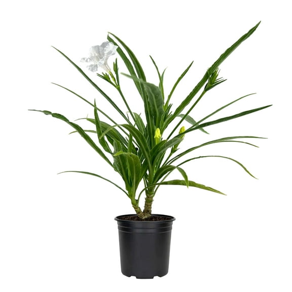 Katie's Dwarf Mexican Petunia White | 10 Live 4 Inch Plants | Ruellia brittoniana | Compact Flowering Perennial | Low Growing Pollinator Favorite for Walkways Borders Containers Landscaping