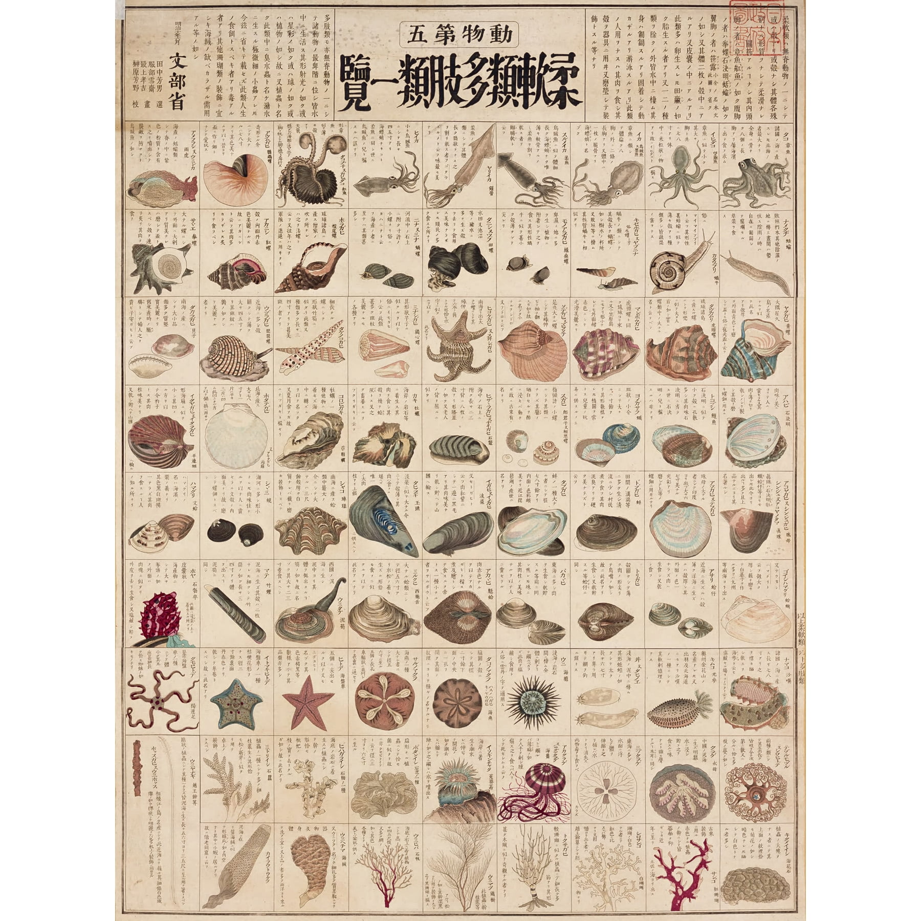 Kato Chikusai Species of Sea Life Shellfish Japanese Extra Large XL ...