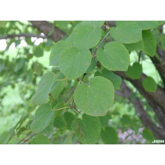 Katsara Tree 2-3' in height in an ABP Container - Walmart Business Supplies