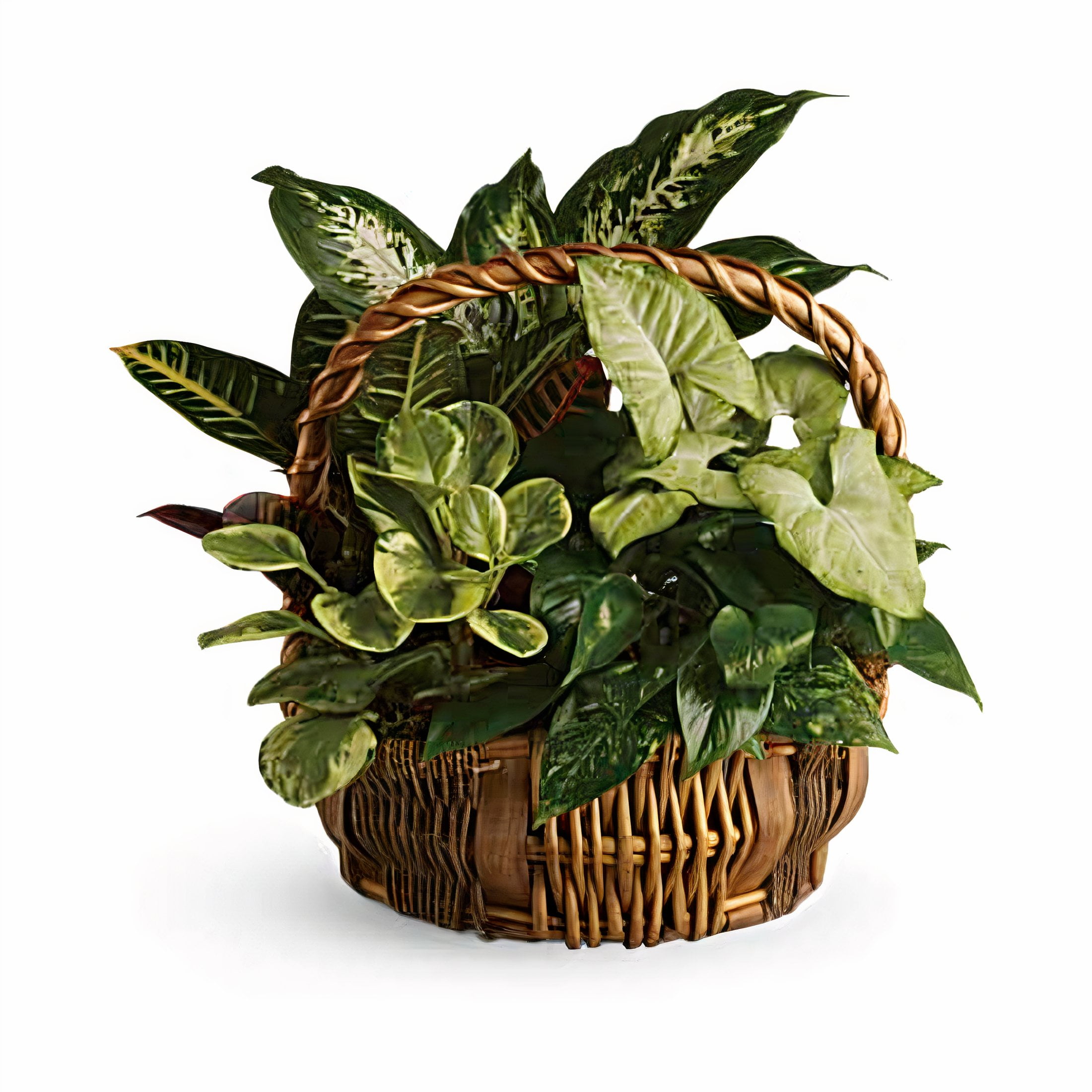 Katy Flower Shop Emerald Garden Basket