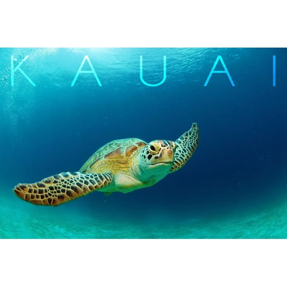 Kauai, Sea Turtle (16x24 Giclee Gallery Art Print, Vivid Textured Wall Decor)