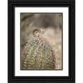 thumbnail image 1 of Kaveney, Wendy 11x14 Black Ornate Wood Framed with Double Matting Museum Art Print Titled - AZ, Buckeye Harriss antelope squirrel on cactus, 1 of 4