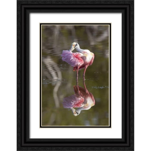 Kaveney, Wendy 11x14 Black Ornate Wood Framed with Double Matting Museum Art Print Titled - FL, Everglades NP Roseate spoonbill preening