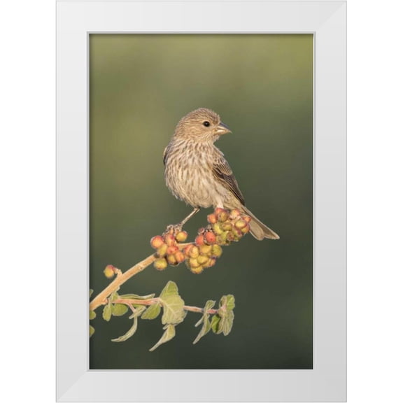 Kaveney, Wendy 11x14 White Modern Wood Framed Museum Art Print Titled - AZ, Amado House finch on skunkbush berries