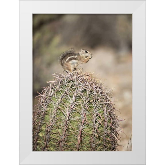 Kaveney, Wendy 11x14 White Modern Wood Framed Museum Art Print Titled - AZ, Buckeye Harriss antelope squirrel on cactus