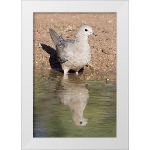 Kaveney, Wendy 11x14 White Modern Wood Framed Museum Art Print Titled - USA, Arizona, Amado Mourning dove and reflection