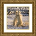 thumbnail image 1 of Kaveney, Wendy 12x12 Gold Ornate Wood Framed with Double Matting Museum Art Print Titled - Canada, Churchill Sparring polar bears, 1 of 4