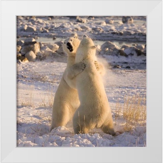 Kaveney, Wendy 12x12 White Modern Wood Framed Museum Art Print Titled - Canada, Churchill Sparring polar bears