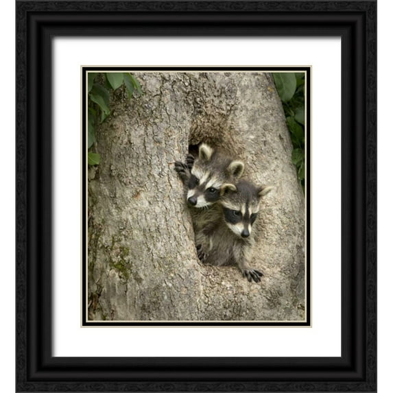 Kaveney, Wendy 12x13 Black Ornate Wood Framed with Double Matting Museum Art Print Titled - Minnesota, Sandstone Raccoons in a hollow tree