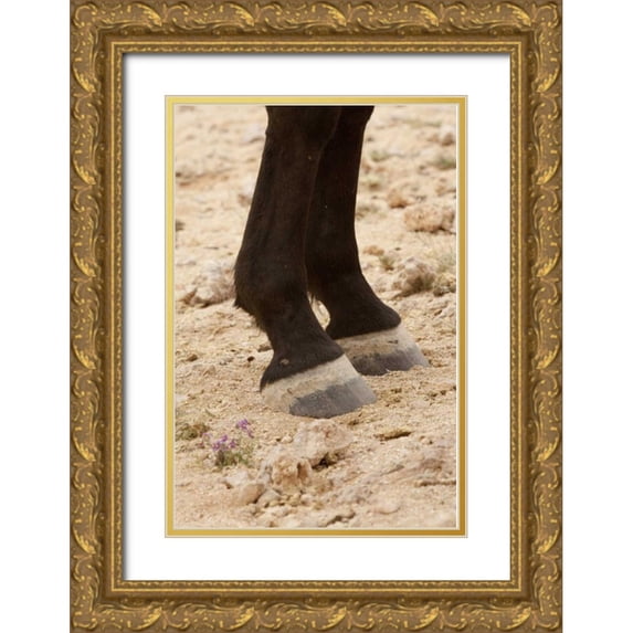 Kaveney, Wendy 13x18 Gold Ornate Wood Framed with Double Matting Museum Art Print Titled - Namibia, Aus Close-up of wild horse hooves