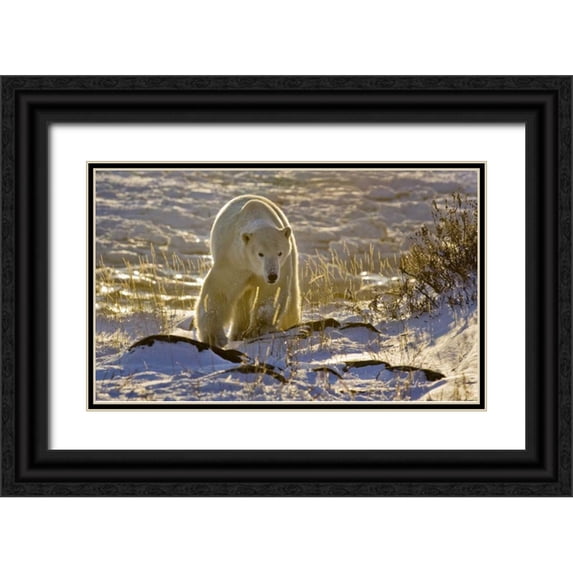 Kaveney, Wendy 14x10 Black Ornate Wood Framed with Double Matting Museum Art Print Titled - Canada, Manitoba, Churchill Backlit polar bear