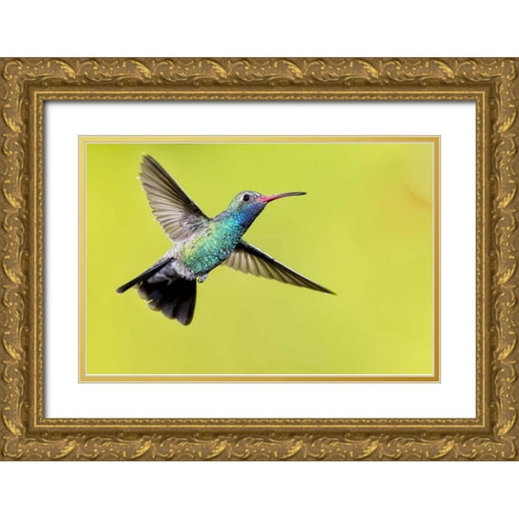 Kaveney, Wendy 14x11 Gold Ornate Wood Framed with Double Matting Museum Art Print Titled - AZ, Madera Canyon Male broad-billed hummingbird