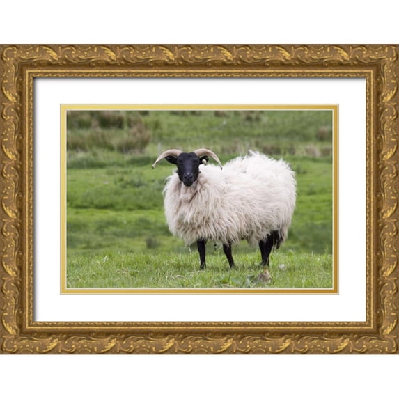 Kaveney, Wendy 14x11 Gold Ornate Wood Framed with Double Matting Museum Art Print Titled - Ireland, Westport A sheep in the countryside