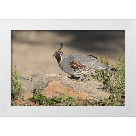 Kaveney, Wendy 14x11 White Modern Wood Framed Museum Art Print Titled - AZ, Amado Male Gambels quail perched on a rock