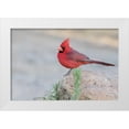 thumbnail image 1 of Kaveney, Wendy 14x11 White Modern Wood Framed Museum Art Print Titled - AZ, Amado Male northern cardinal perched on rock, 1 of 4