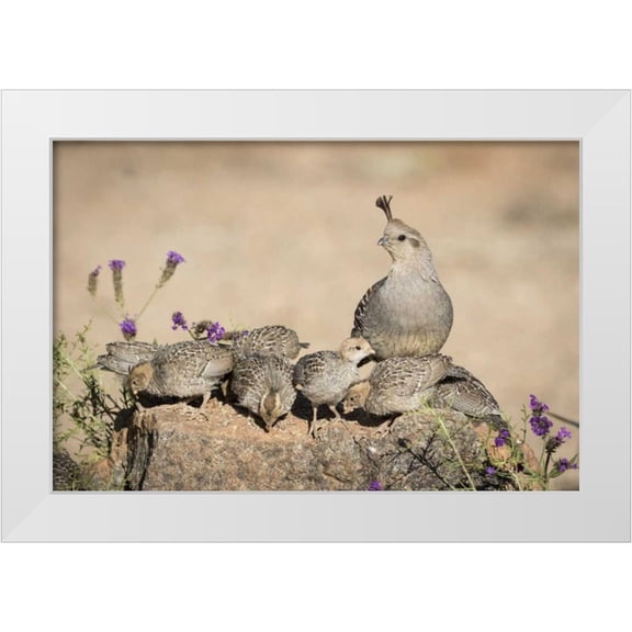 Kaveney, Wendy 14x11 White Modern Wood Framed Museum Art Print Titled - Arizona, Amado Female Gambels quail with chicks