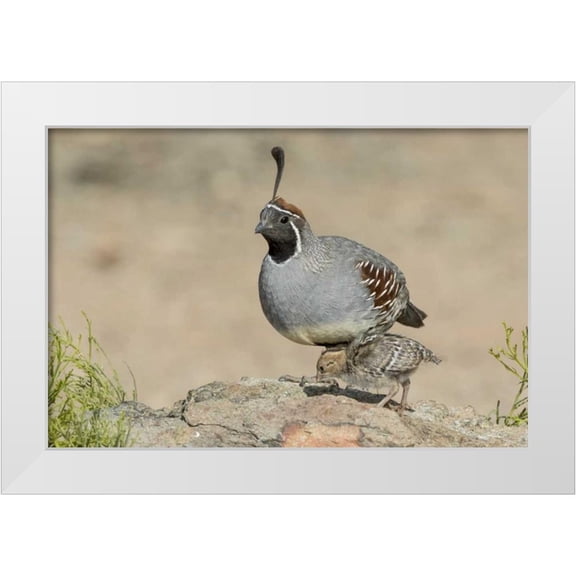 Kaveney, Wendy 14x11 White Modern Wood Framed Museum Art Print Titled - Arizona, Amado Male Gambels quail with chick
