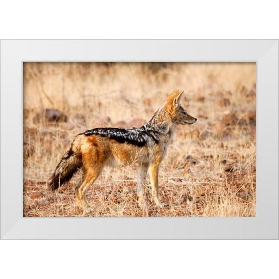 Kaveney, Wendy 14x11 White Modern Wood Framed Museum Art Print Titled - Black-backed jackal, Palmwag Conservancy, Namibia