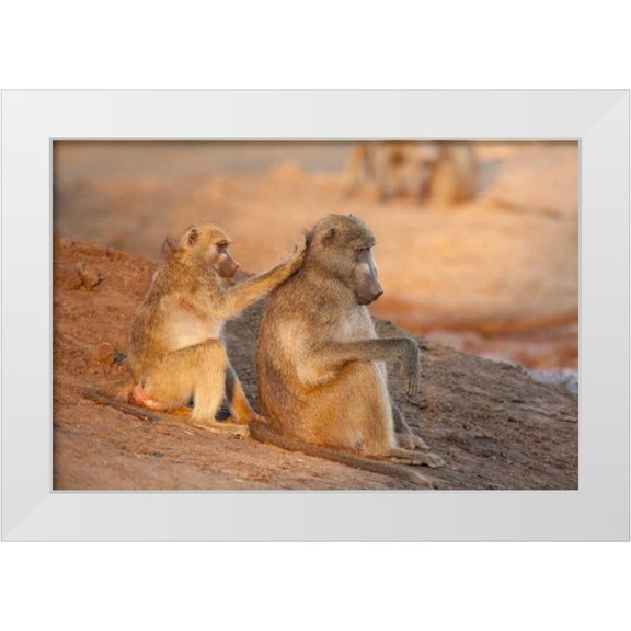 Kaveney, Wendy 14x11 White Modern Wood Framed Museum Art Print Titled - Botswana Two grooming baboons