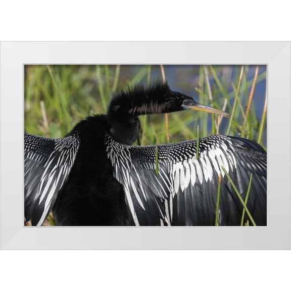 Kaveney, Wendy 14x11 White Modern Wood Framed Museum Art Print Titled - FL, Everglades NP Anhinga with wings spread