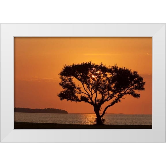 Kaveney, Wendy 14x11 White Modern Wood Framed Museum Art Print Titled - FL, Everglades NP, Tree silhouetted at sunrise