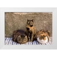 thumbnail image 1 of Kaveney, Wendy 14x11 White Modern Wood Framed Museum Art Print Titled - Italy, Vernazza Three cats beside building wall, 1 of 4
