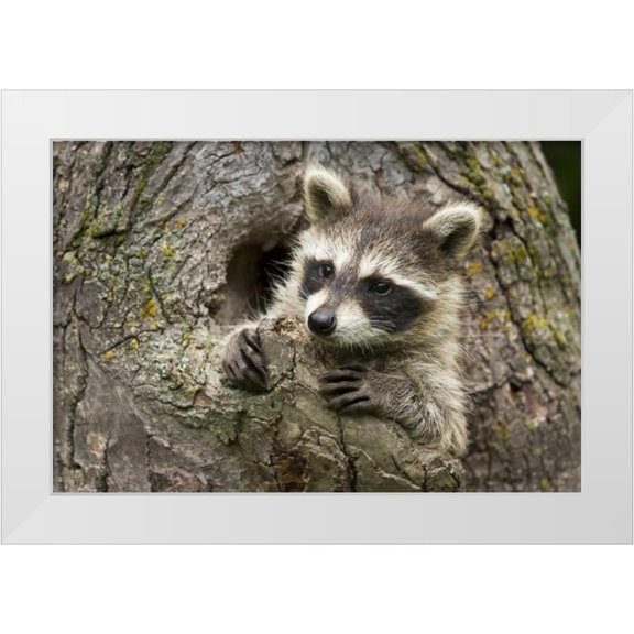 Kaveney, Wendy 14x11 White Modern Wood Framed Museum Art Print Titled - Minnesota, Sandstone Raccoon in a hollow tree