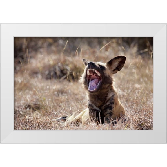 Kaveney, Wendy 14x11 White Modern Wood Framed Museum Art Print Titled - Namibia A yawning African wild dog
