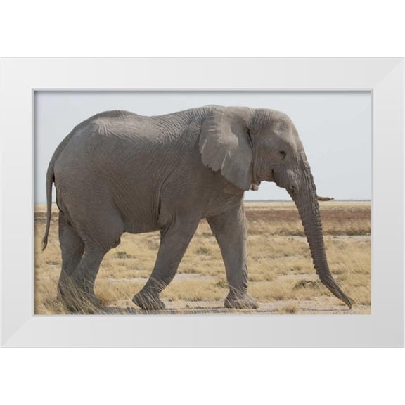 Kaveney, Wendy 14x11 White Modern Wood Framed Museum Art Print Titled - Namibia, Etosha NP Side view of African elephant
