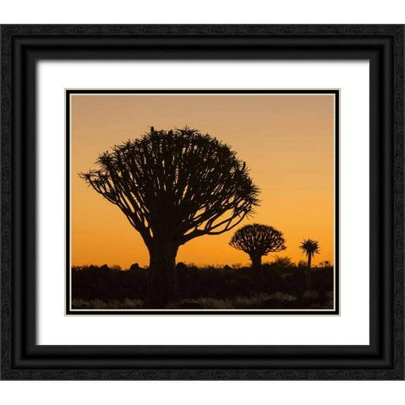 Kaveney, Wendy 14x12 Black Ornate Wood Framed with Double Matting Museum Art Print Titled - Africa, Namibia Quiver trees at twilight