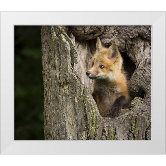 Kaveney, Wendy 14x12 White Modern Wood Framed Museum Art Print Titled - Minnesota, Sandstone Red Fox in a hollow tree
