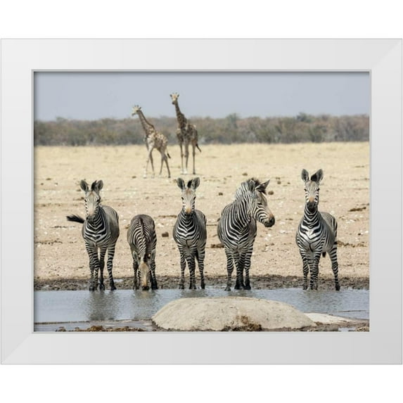 Kaveney, Wendy 14x12 White Modern Wood Framed Museum Art Print Titled - Namibia, Etosha NP Zebras and giraffes at water