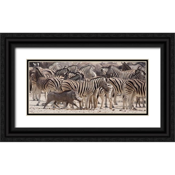 Kaveney, Wendy 14x8 Black Ornate Wood Framed with Double Matting Museum Art Print Titled - Namibia, Etosha NP A warthog runs past zebras