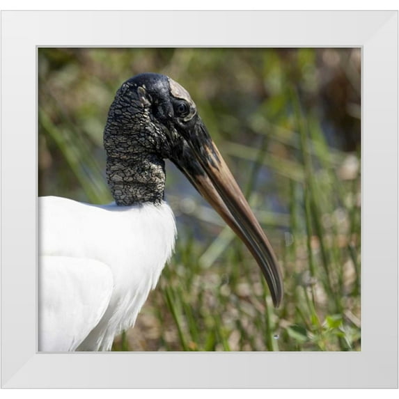 Kaveney, Wendy 16x15 White Modern Wood Framed Museum Art Print Titled - Florida, Everglades NP Endangered wood stork