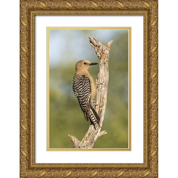 Kaveney, Wendy 17x24 Gold Ornate Wood Framed with Double Matting Museum Art Print Titled - AZ, Amado Gila woodpecker on dead tree trunk