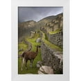 thumbnail image 1 of Kaveney, Wendy 17x24 White Modern Wood Framed Museum Art Print Titled - Llama with rainbow overhead, Machu Picchu, Peru, 1 of 4