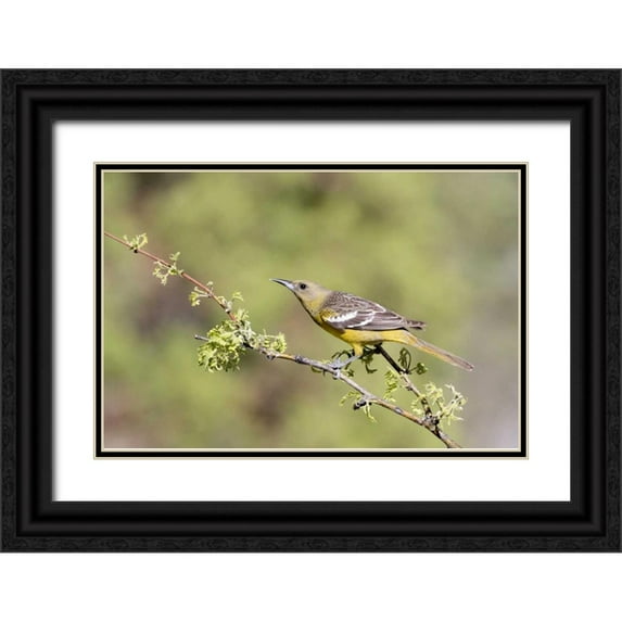 Kaveney, Wendy 18x13 Black Ornate Wood Framed with Double Matting Museum Art Print Titled - AZ, Santa Rita Mts Female Scotts oriole on tree