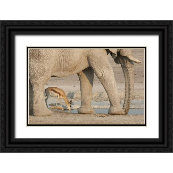 Kaveney, Wendy 18x13 Black Ornate Wood Framed with Double Matting Museum Art Print Titled - Namibia, Etosha NP, Drinking springbok at water