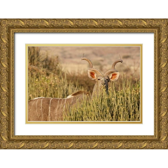 Kaveney, Wendy 18x13 Gold Ornate Wood Framed with Double Matting Museum Art Print Titled - Greater kudu male, Palmwag Conservancy, Namibia