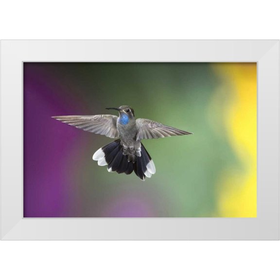 Kaveney, Wendy 18x13 White Modern Wood Framed Museum Art Print Titled - AZ, Madera Canyon Male blue-throated hummingbird