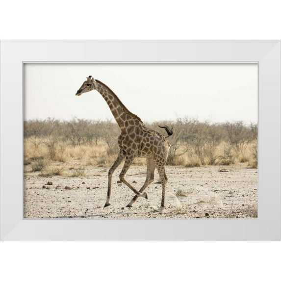 Kaveney, Wendy 18x13 White Modern Wood Framed Museum Art Print Titled - Africa, Namibia, Etosha NP Running giraffe