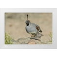 thumbnail image 1 of Kaveney, Wendy 18x13 White Modern Wood Framed Museum Art Print Titled - Arizona, Amado Male Gambels quail with chick, 1 of 4