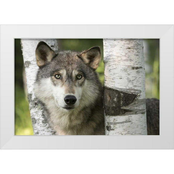 Kaveney, Wendy 18x13 White Modern Wood Framed Museum Art Print Titled - Minnesota, Sandstone Gray wolf between birch