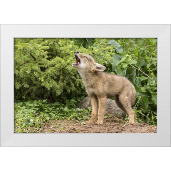 Kaveney, Wendy 18x13 White Modern Wood Framed Museum Art Print Titled - Minnesota, Sandstone Howling coyote pup