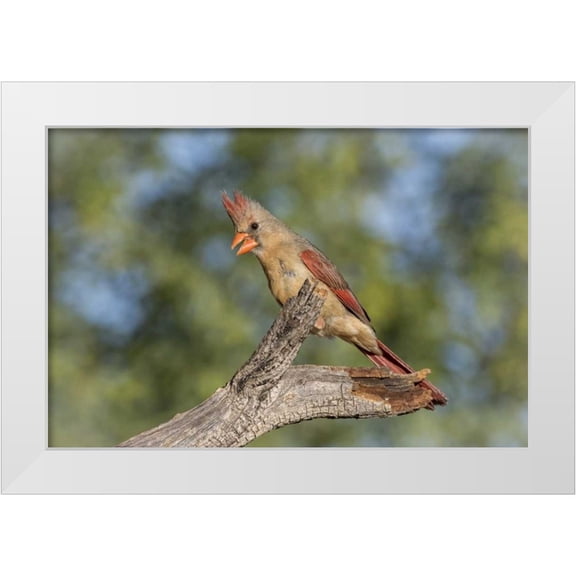Kaveney, Wendy 18x13 White Modern Wood Framed Museum Art Print Titled - USA, Arizona, Amado Female cardinal on branch